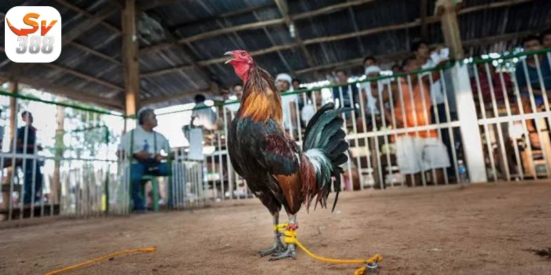 Sự đa dạng về giống linh kê Đá Gà Cựa Dao Sv388