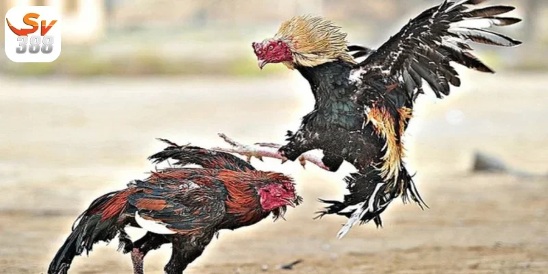 Đá Gà Mỹ Sv388 – Độc Đáo Hấp Dẫn Dành Cho Game Thủ 2 Nguồn gốc và lịch sử