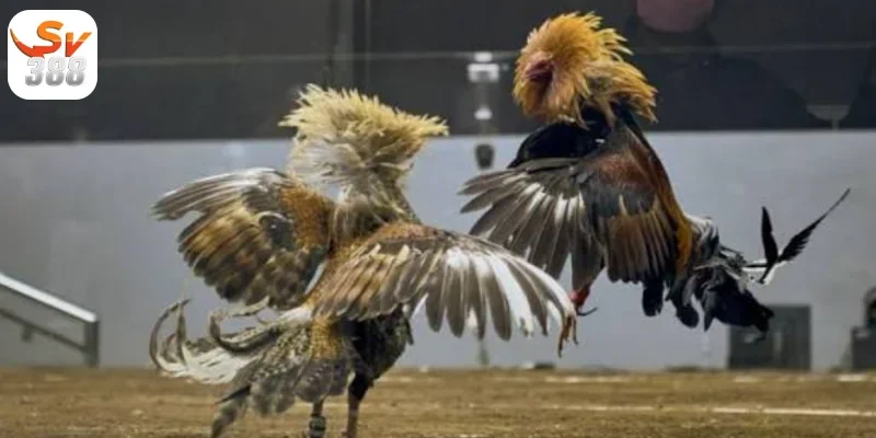 Đá Gà Mỹ Sv388 – Độc Đáo Hấp Dẫn Dành Cho Game Thủ 4 So sánh Đá Gà Mỹ Sv388 với các loại đá gà khác